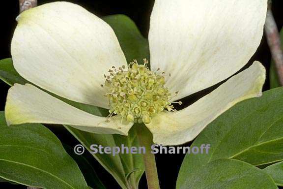 cornus capitata 4 graphic